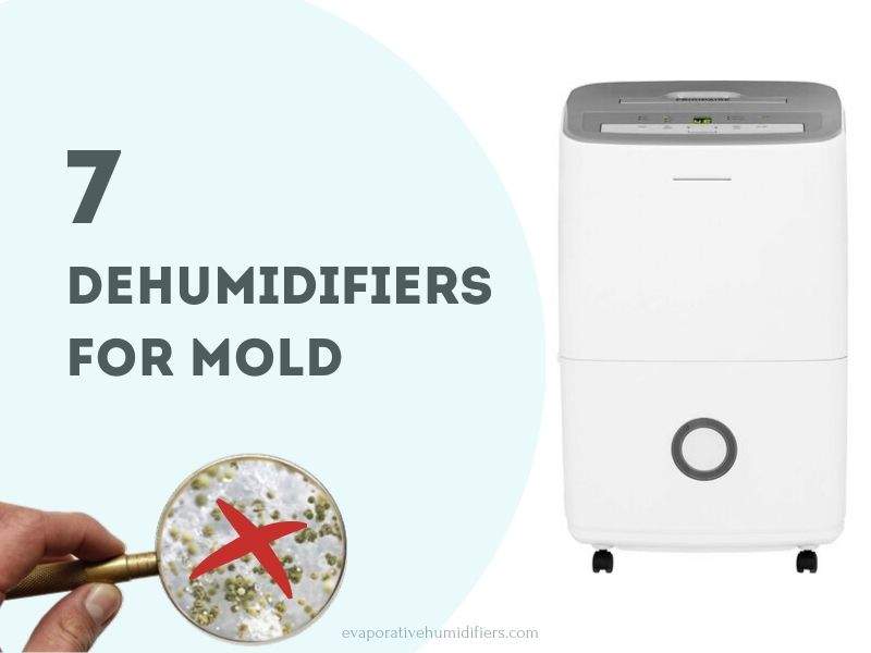 Best Dehumidifiers for Mold Growth Prevention and Removal