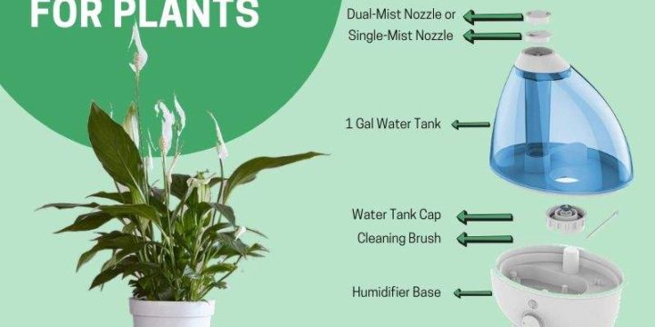 5 Best Humidifiers For Plants and Indoor Garden (Buying Guide)