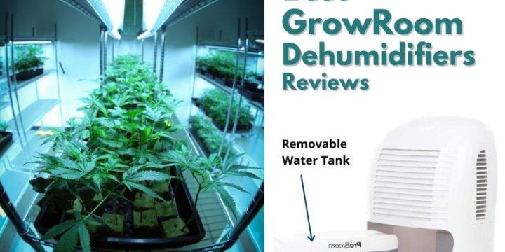 4 Best Dehumidifiers for Grow Rooms (Buying Guide 2024)
