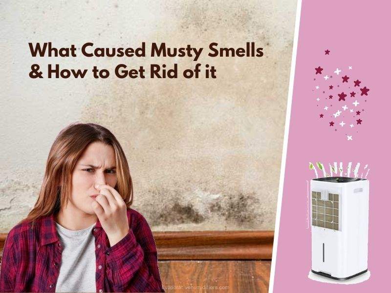 Get rid of musty smell using dehumidifier