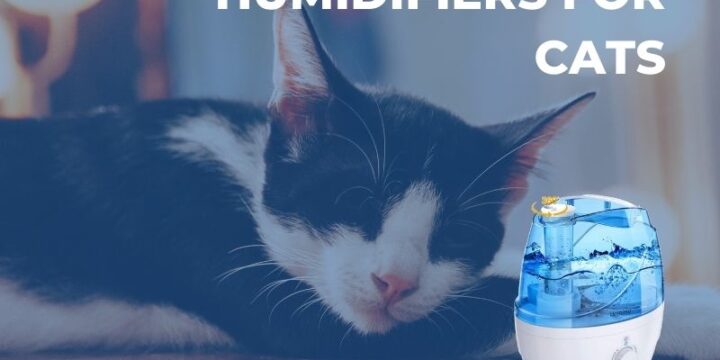 5 Best Humidifiers For Cats – Humidifier Buying Guide For Pet Owner